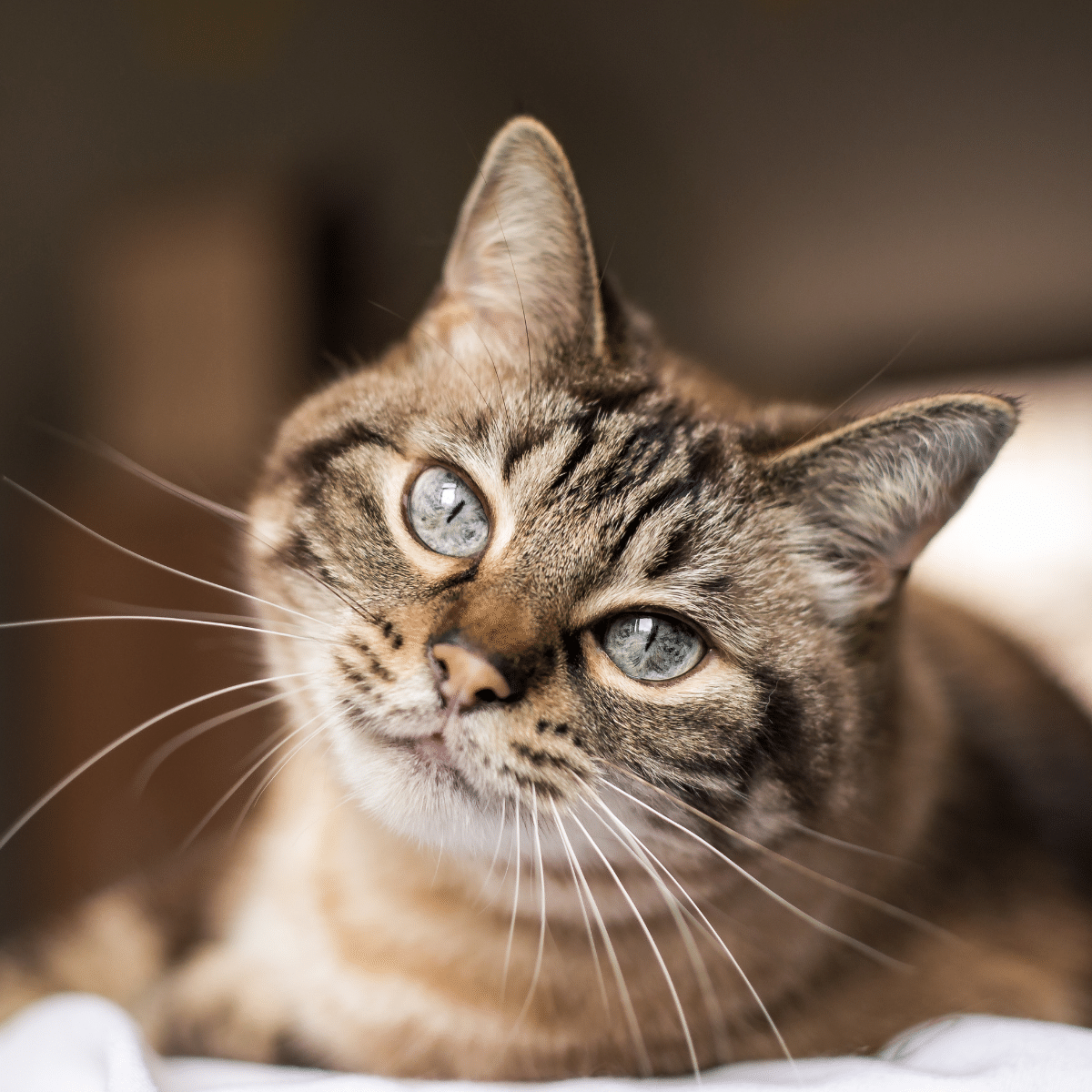 Animal Hospital Eatonton, GA Campbell Veterinary Hospital