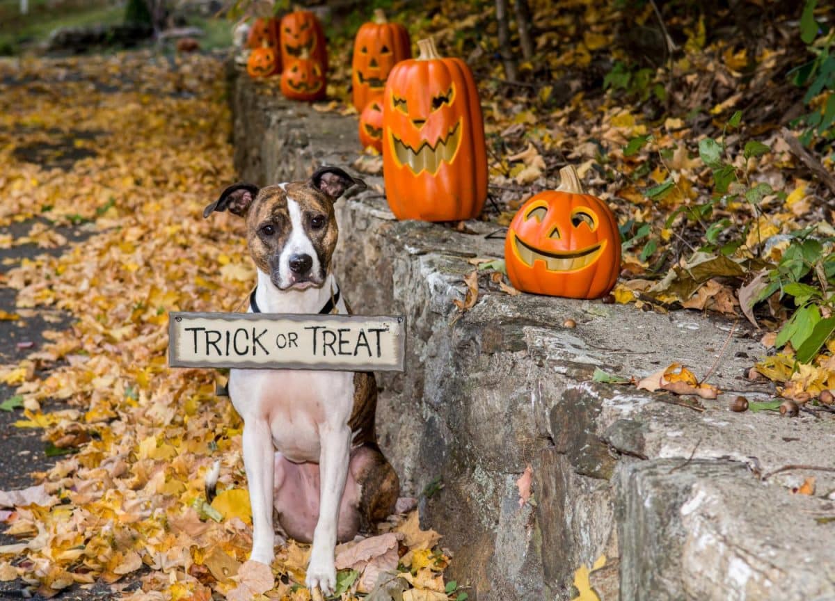 Be cautious of Halloween candy that could harm your dogs